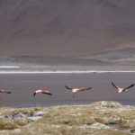 IMG 2270 150x150 - Best of Chile ist Qual der Wahl und Flamingo extra