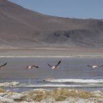 IMG 2272 150x150 - Best of Chile ist Qual der Wahl und Flamingo extra