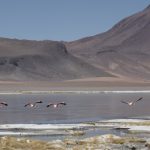 IMG 2273 150x150 - Best of Chile ist Qual der Wahl und Flamingo extra