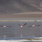IMG 2274 150x150 - Best of Chile ist Qual der Wahl und Flamingo extra