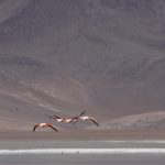 IMG 2276 150x150 - Best of Chile ist Qual der Wahl und Flamingo extra