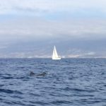 IMG 7850 150x150 - Wale und Wind auf den Kanaren