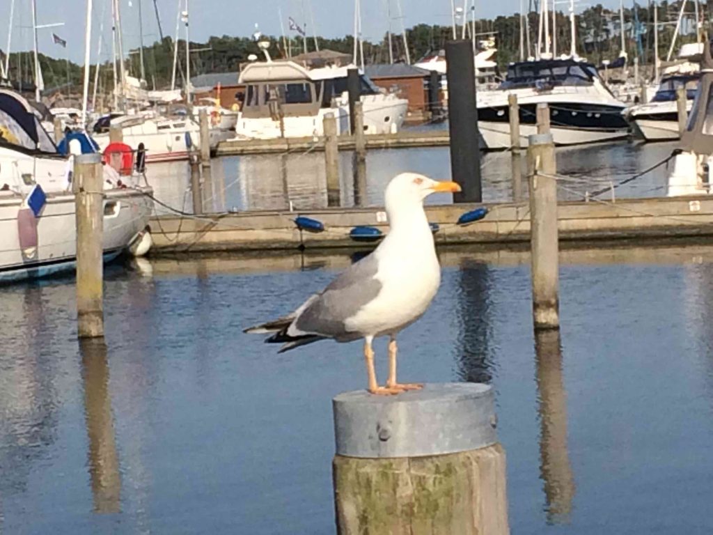 IMG 3118 k 1024x768 - IMG_3118_k