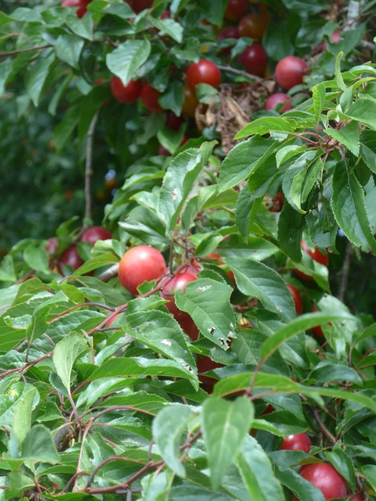 P1090010 768x1024 - P1090010