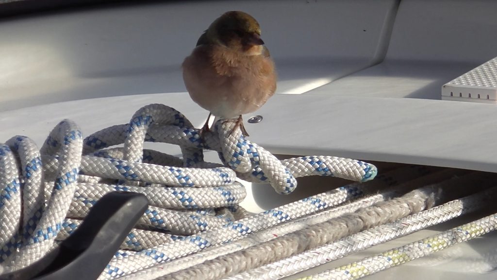 Fehmarntörn 1 1024x576 - Fehmarntörn (1)