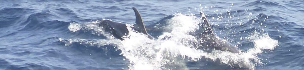 cropped header022 1024x239 - cropped-header022.jpg