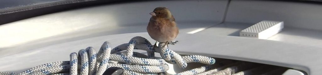 cropped header031 1024x239 - cropped-header031.jpg