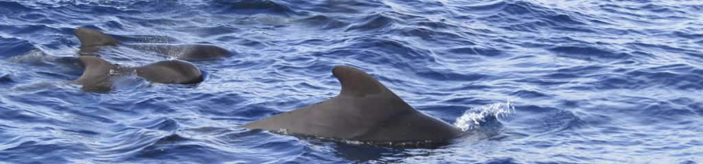 header021 1024x239 - header021