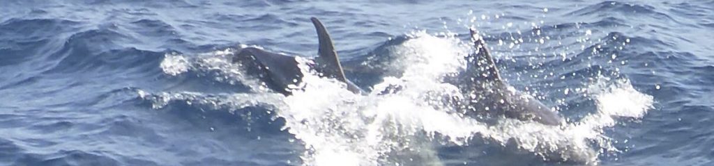 header022 1024x239 - header022